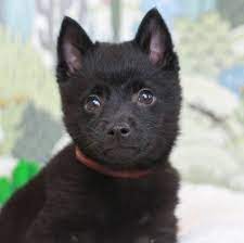 Schipperke Puppy Schipperke Puppies Schipperke Dog Puppies
