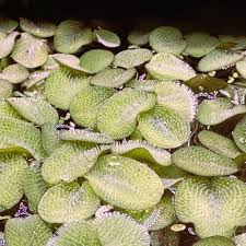 Image result for Salviniaceae