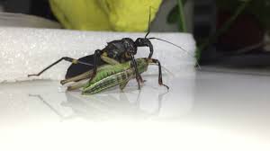 Assassin bugs are regarded by most gardeners as a beneficial species. The Assassin Bug Scary Natural Pest Control For Your Garden