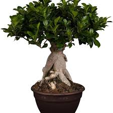 Lorbeer Feige Ficus Mic Ginseng 8cm Topf 1 Pflanze Amazon De Garten Pflanzen Ficus Chinesische Feige