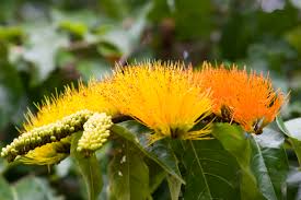 Image result for Combretum