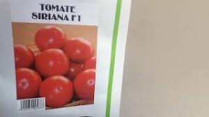 Magazin online pentru seminte de. Siriana F1 Este Un Hibrid Romanesc De Tomate Foarte Gustoase Si Productive Youtube