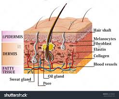 Over 230,870 human skin pictures to choose from, with no signup needed. Diagram A Labeled Diagram Of The Cross Section Of The Skin Full Version Hd Quality The Skin Diagramrt Cantine Argiolas It