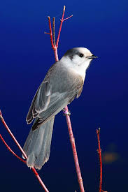 Gray Birds That Look Like Blue Jays Gray Jay Gray Jay Birds Jay Bird