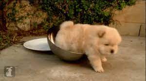 A pair of robots on a stroll Fat Dog Gif Fatdog Dog Fat Discover Share Gifs