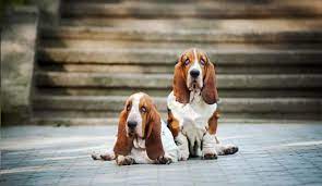 11 Surprising Facts You Probably Didn T Know About Basset Hounds Dog Notebook