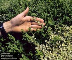 Image result for Ligustrum sinense