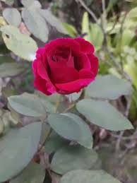 Dan pemandangan rumah akan lebih terkesan elegan dan sedap dipandang. 45 Bunga Mawar Di Depan Rumah Gambar Bunga Mawar