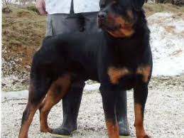 If you are unable to find your rottweiler puppy in our puppy for sale or dog for sale sections, please consider looking thru thousands of rottweiler dogs for adoption. Rottweiler Puppies In Ohio