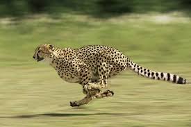 Cheetah Running Photographic Print Art Com Funny Animal Pictures Animals Animals Wild