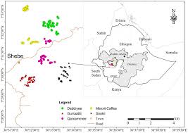 Image result for Pouteria adolfi-friederici