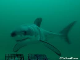 They can be found in coastal and offshore oceans between the temperatures of 54º and 75º worldwide, but aggregate in certain areas. White Shark Nursery Sharkproject