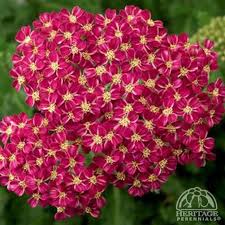 Plant Profile For Achillea Millefolium Desert Eve Deep Rose Desert Eve Yarrow Perennial Landscaping With Rocks Yarrow Plant Perennial Plants