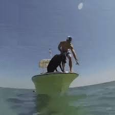Doggo Does A Dive Funny Pics Funny Gifs Funny Videos Funny Memes Funny Jokes Lol Pics App Is For Ios A Funny Animals Funny Pictures Funny Animal Pictures