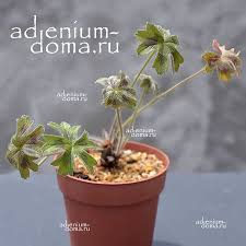 Image result for Pelargonium alchemilloides