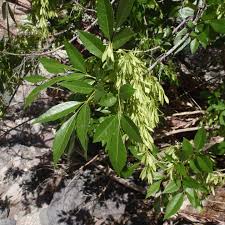 Image result for Fraxinus velutina