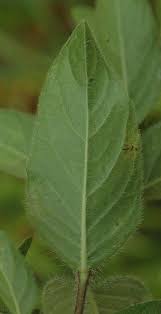 Image result for Lannea humilis