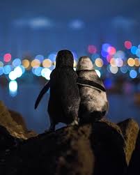 Hoards of melburnians have taken to the cbd right on the dot of 8pm, chanting 'sack dan andrews' as the state enters its sixth. Photo Widowed Penguins Cuddle While Enjoying Melbourne Skyline