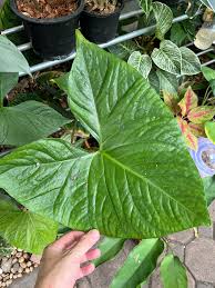 Image result for Stylochaeton