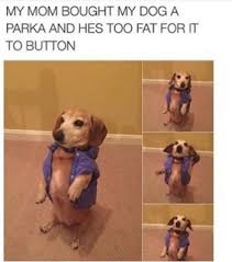 Well perhaps they could use a little weight hehe. Dogs Meme Images On Favim Com