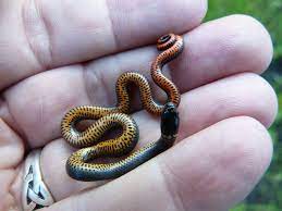 Native California Animals Animals Colorful Snakes Snake