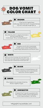 Dog Vomiting Color Guide Everything You Need To Know Pawleaks
