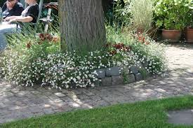 Ni Spanisches Ganseblumchen Gartenreise Belgien Holland Garten Garten Deko Pflanzen