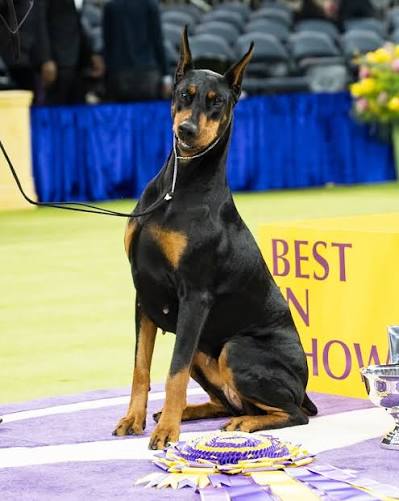 BEST IN SHOW: Penny, Doberman Pinscher (4 y/o), 150th Westminster Kennel  Club Dog Show, New York, NY @westminsterkennelclub