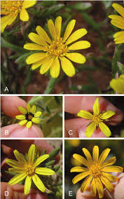 Image result for Hirpicium