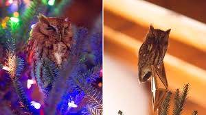 Tiny Owl Makes A Home In Family S Indoor Christmas Tree Then Refuses To Leave Metro News 10 x wooden christmas tree ornaments, decorations, woodland animals, owl, fox. indoor christmas tree then refuses