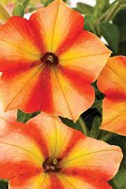 Crazytunia Citrus Twist Yes Please Outdoor Flowers Petunias Plants
