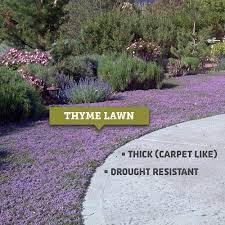 The Thyme Lawn Eventually Thickened Enough To Be A Carpet Like Mat Of Color High Country Gardens Lawn Alternatives Ground Cover Plants