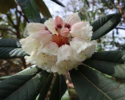 Image result for Rhodopentas