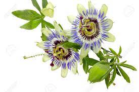 Passion Flower Passiflora Isolated On White Background Isolated Passion Flower Flower Art Flowers