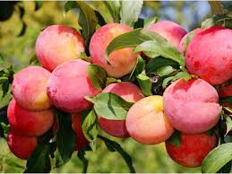 Check spelling or type a new query. Plum Prunus Plum Growing Plum Tree Care Types And Varieties Of Plums