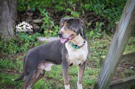 All Black Catahoula Leopard Dog Monkey Blue Solid Catahoula Leopard Dog Sasquatch Puppies Catahoulas Catahoulacur Cataho Catahoula Leopard Dog Leopard Dog Louisiana Catahoula Leopard Dog