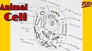 Draw and label the diagram of animal cell and plant cell : How To Draw Animal Cell Labelled Diagram Animal Cell Diagram For Class 9 10 And 11 Youtube