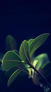 Pin By Smokeygen On Iphone Wallpapers Green Leaf Wallpaper Nature Wallpaper Phone Wallpaper