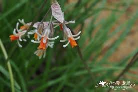Image result for Tulbaghia alliacea