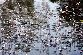 Image result for Utricularia benjaminiana