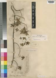 Image result for Paralepistemon shirensis