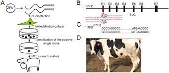 Production Of Hypoallergenic Milk From Dna Free Beta Lactoglobulin Blg Gene Knockout Cow Using Zinc Finger Nucleases Mrna Scientific Reports