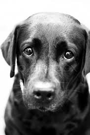 We did not find results for: Young Dog With Sad Puppy Eyes In Black Stock Image Colourbox