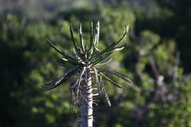 Image result for Crotonogynopsis australis