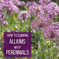 How To Combine Alliums With Perennials Longfield Gardens Longfield Gardens Perennials Allium Garden