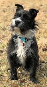 They're daring dogs in character, but diligent and extremely trustworthy. Hava Boston Dog Breed Information And Pictures