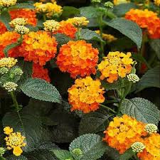 Image result for Lantana tiliifolia