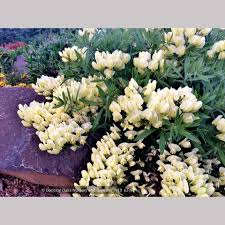 Image result for Voacanga bracteata