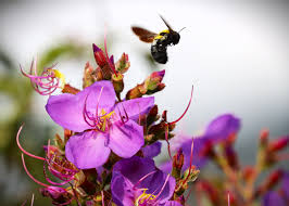 Image result for Dissotis princeps