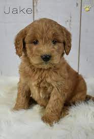 Check spelling or type a new query. Jake Mini Goldendoodle Puppy For Sale In Fresno Oh Lancaster Puppies Goldendoodle Puppy Goldendoodle Puppy For Sale Mini Goldendoodle
